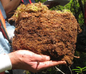 Close up of extracted block of peat soil derived from Sphagnum mosses, Lopez Island, WA